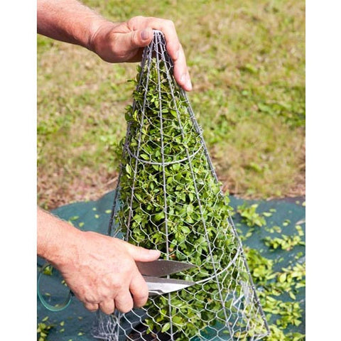 Burgon & Ball Cone Topiary Frame