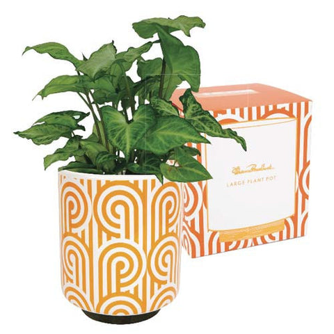 Large Plant Pot Turnabouts Orange