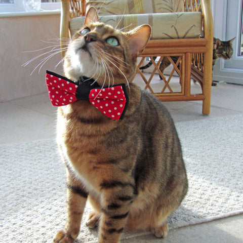 Pet bow tie